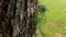Common foliose greenshield lichen on oak trunk
