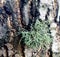 Common foliose greenshield lichen on oak trunk