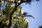 Common forest bird Crested Coura, Coura cristata, , Madagascar