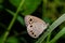 The Common Four-ring butterfly