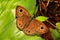 Common Four Ring Butterfly, Ypthima huebneri, Ganeshgudi Karnataka