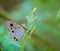 Common fourring, Ypthima huebneri, butterfly feeding on flowers