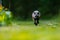 Common fox Vulpes vulpes running fast against photographer on green grass