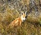 Common Fox vulpes vulpes sits in the grass on an autumn day.