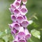 Common foxglove