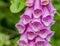 Common foxglove flowers