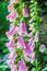 Common Foxglove Flowers in a Garden