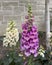 Common foxglove flowers in shades of purple and white at Shaddock Park in University Park, Texas.