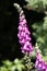 Common Foxgloves flowering in an English country garden