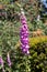 Common Foxgloves flowering in an English country garden