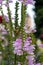 Common Foxgloves flowering  in Fie allo Sciliar, South Tyrol, Italy