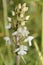 Common Fragrant Orchid