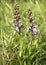 Common Fragrant Orchid