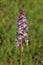 Common Fragrant Orchid