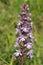 Common Fragrant Orchid