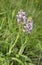 Common Fragrant Orchid