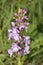 Common Fragrant Orchid