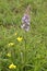 Common Fragrant Orchid