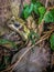 Common frog