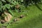 The common frog in duckweed, bathed in sunshine at the edge of a pond.