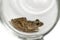 Common frog in a glass jar, isolated