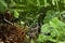 Common frog in green foliage and pond.