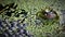 Common frog guarding its spawn, in a garden pond.