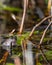 A common frog lies in the water in a pond during mating time at spring