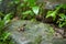 Common frog macro, portrait in its environment. Thailand