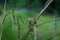 Common frog macro, portrait in its environment. Thailand