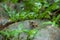 Common frog macro, portrait in its environment. Thailand