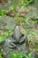 Common frog macro, portrait in its environment. Thailand