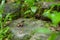 Common frog macro,portrait in its environment. Thailand