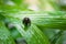 Common frog macro,portrait in its environment. Thailand