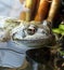 Common Frog in pond vegetation