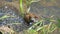 Common frog Rana temporaria, also known as European common frog in a pond with mountain frog eggs. Frogs spawning