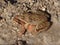 The common frog Rana temporaria walking in the snow