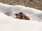 The common frog Rana temporaria walking in the snow