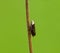 Common Froghopper