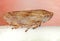 Common Froghopper