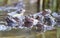 Common frogs