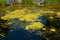 Common frogs resting on duckweed in a pond in Europe. Wide angle view, sunny day, no people