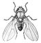 Common Fruit Fly, vintage illustration