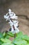 Common fumewort, Corydalis solida, close-up white flower