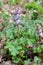 Common fumewort, Corydalis solida, purple flowering plant