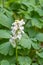 Common fumewort, Corydalis solida, white flowers