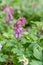 Common fumewort, Corydalis solida, white-purple flowers