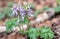 Common fumewort, Corydalis solida, white purple-tipped flowering plant in forest