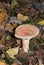Common Funnel Mushroom