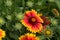 Common gaillardia (Gaillardia aristata)